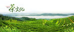茶园海报
