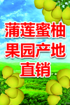 蜜柚