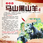 马山黑山羊