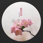 垂丝海棠
