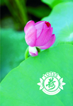 莲花 荷花 展板挂画