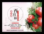 西红柿番茄海报新鲜水果挂画