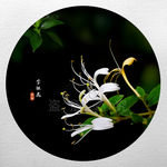 金银花