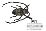 天牛插图 天牛手绘 儿童手绘