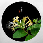 金银花