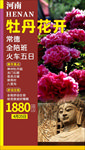 河南牡丹花开旅游海报