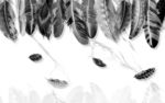 高端羽毛奢华画 tif分层