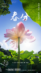节气 花