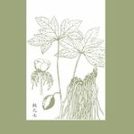 中草药矢量  桃儿七