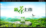 新茶上市