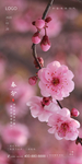 春分 清明