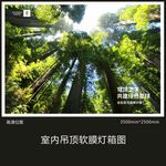 树林背景