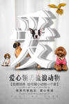 爱心领养动物