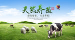牛羊成群