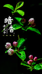西府海棠