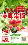 草莓采摘