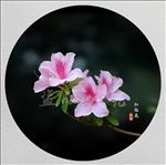 杜鹃花