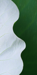 清明节