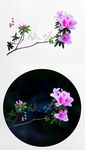 杜鹃花