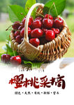樱桃采摘水果海报
