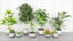 绿色观赏性植物集