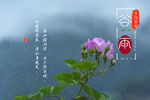 谷雨封面