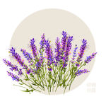 手绘薰衣草