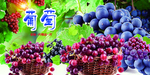 葡萄