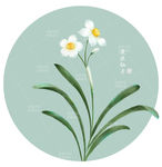手绘水仙