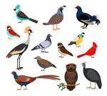 鸟类插画形象卡通