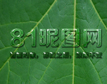 树叶水珠字体样式效果样机