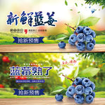 蓝莓海报