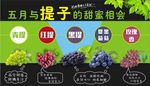 葡萄海报