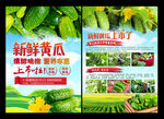 新鲜黄瓜