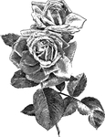 玫瑰花