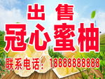 出售密柚海报