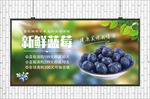 蓝莓海报