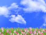 花朵蓝天