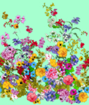 玫瑰花