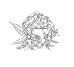熟火麻仁 火麻籽 手绘 线条