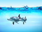 海底