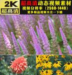 野外花海春天美景鲜花实拍视频