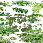 水生植物