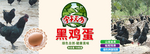 黑鸡蛋