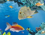 海底生物