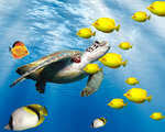 海底生物