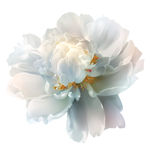 手绘花