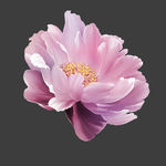 手绘花