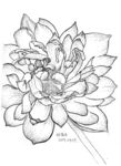 荷花白描写生