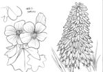 杂花二图